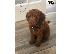 PoulaTo: cavapoo