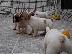 PoulaTo: Γαλλικά Μπουλντόγκ (French Bulldog puppies )