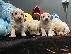 PoulaTo: Πώληση Maltipoo Puppys