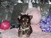 PoulaTo: AKC Chihuahua Puppies