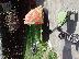 PoulaTo: STOKKE OLIVE & FLOWERS
