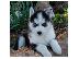 PoulaTo: Siberian Husky puppies €150