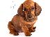 PoulaTo: Dachshund - Ντάτσχουντ