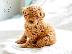 PoulaTo: Poodle apricot mini - Κανίς βερυκοκί μίνι