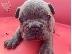 PoulaTo: Κουτάβια AKC FrenchBulldog+34634098453