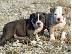 PoulaTo: Αμερικανικά κουτάβια Pit Bull