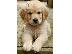 PoulaTo: Golden retriever - Γκόλντεν ριτρίβερ