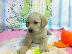 PoulaTo: Κουτάβια Λαμπραντόρ/ Labrador puppies