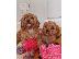 PoulaTo: Cavapoo Red