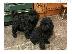 PoulaTo: ómorfa koutávia schnoodle