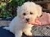 PoulaTo: Bichon Frise - Μπισόν Φριζέ