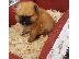PoulaTo: Pomeranian Boo type - Πομεράνιαν μπου