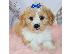 PoulaTo: Cavachon