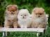 PoulaTo: Pomeranian mini