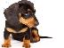 PoulaTo: Dachshund - Ντάτσχουντ