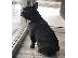 PoulaTo: French bulldog puppy for sale