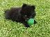 PoulaTo: Pomeranian Puppies προς πώληση