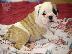 PoulaTo: Αγγλικό μπουλντόγκ / English bulldog