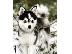 PoulaTo: κουτάβια pomsky