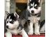 PoulaTo: Επικοινωνήστε μαζί μου μέσω Viber:+63-945-413-6749 Siberian Husky