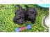 PoulaTo: Yankee Doodles Pups (amerikanikó Cocker X Poodle)