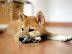 PoulaTo: Shiba Inu - Σίμπα Ίνου