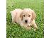 PoulaTo: Εκπαιδευμένα στο σπίτι κουτάβια Golden Retriever