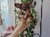 PoulaTo: Pinscher teacup