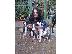 PoulaTo: American Staffordshire Pit-Bull
