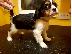 PoulaTo: Πωλούνται κουτάβια Cavalier King Charles.