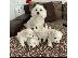 PoulaTo: Maltese mini