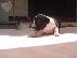 PoulaTo: American pit pull terrier