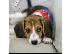 PoulaTo: 7 όμορφα εγγεγραμμένα Kc κουτάβια Beagle.