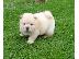 PoulaTo: Διαθέσιμα Puppies Chow Chow έτοιμα προς πώληση