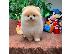 PoulaTo: POMERANIAN