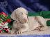 PoulaTo: Υπέροχα κουτάβια Weimaraner