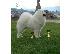 PoulaTo: Samoyed puppy