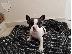 PoulaTo: French bulldog