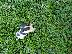 PoulaTo: Jack russell