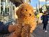 PoulaTo: Poodle apricot mini - Κανίς βερυκοκί μίνι
