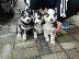 PoulaTo: Husky