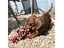 PoulaTo: Μίνι Dachshunds