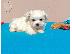 PoulaTo: Maltese toy