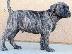 PoulaTo: Presa Canario - Πρέσα Κανάριο