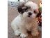PoulaTo: κορυφαία κουταβάκια Shih Tzu