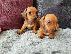 PoulaTo: DACHSHUNDS
