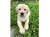 PoulaTo: Εκπληκτικά Golden Retriever κουτάβια
