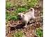PoulaTo: Anatolian Shepherd