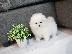 PoulaTo: μινιατούρα pomeranian
