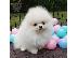 PoulaTo: Φοβερά κουτάβια Pomeranian